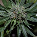 What is the Difference Between Hemp and Marijuana CBD?
