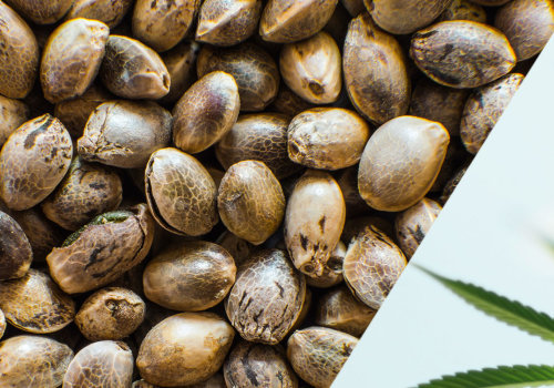 What is the Difference Between Hemp and Cannabis?