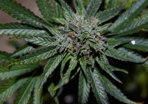 What is the Difference Between Hemp and Marijuana CBD?